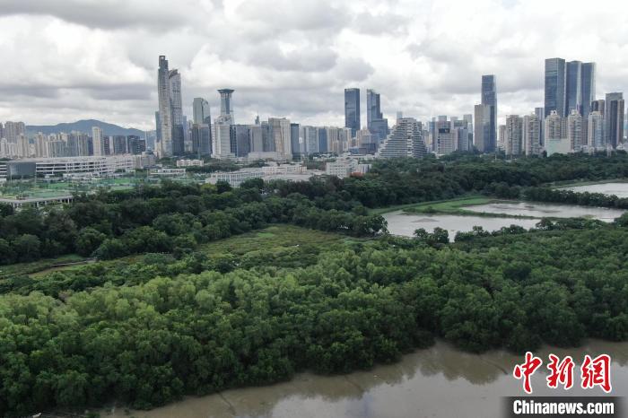 探访广东深圳福田红树林国际重要湿地